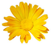 Extrait CO2 Calendula BIO Aroma-Zone