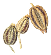Huile essentielle Ajowan Aroma-Zone