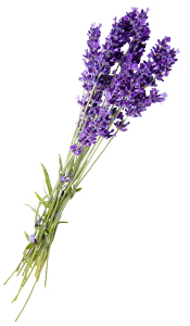 Aroma-Zone Super BIO Lavandin aceite esencial