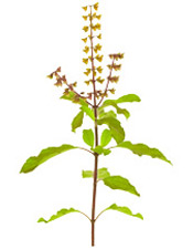 Huile essentielle Basilic sacré BIO Aroma-Zone