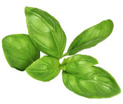 Huile essentielle Basilic tropical BIO Aroma-Zone