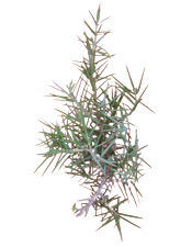 Huile essentielle Cade BIO Aroma-Zone
