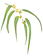 Huile essentielle Cajeput Aroma-Zone