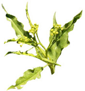 Huile essentielle Iary BIO Aroma-Zone