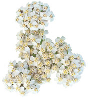 Huile essentielle Achillée millefeuille Aroma-Zone BIO