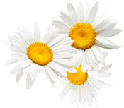 Huile essentielle Camomille romaine Aroma-Zone