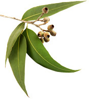 Βιολογικό αιθέριο έλαιο Eucalyptus globulus