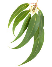 Huile essentielle Eucalyptus radié Aroma-Zone