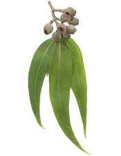 Huile essentielle Eucalyptus smithii BIO Aroma-Zone