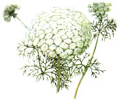 Huile essentielle Khella BIO Aroma-Zone