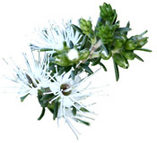 Huile essentielle Kunzea Aroma-Zone