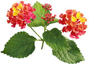 Huile essentielle Lantana Aroma-Zone