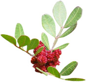 Huile essentielle Lentisque Pistachier BIO Aroma-Zone