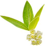 Huile essentielle Litsée citronnée Aroma-Zone