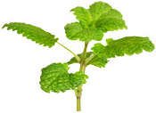 Citronnelle plante