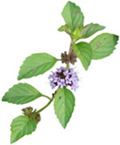 Huile essentielle Menthe des Champs Aroma-Zone
