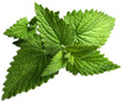 Huile essentielle Menthe poivrée Aroma-Zone