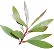 Huile essentielle Niaouli BIO Aroma-Zone