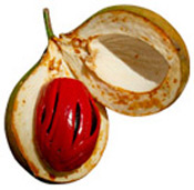 Huile essentielle Muscade noix Aroma-Zone