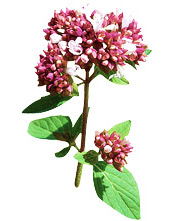 Huile essentielle Origan vulgaire BIO Aroma-Zone
