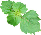 Huile essentielle Patchouli Aroma-Zone