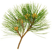 Huile essentielle Pin Patagonie Aroma-Zone