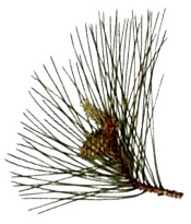 Huile essentielle Pin Lariccio BIO Aroma-Zone