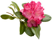 Huile essentielle Rhododendron BIO Aroma-Zone