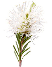 Huile essentielle Rosalina Aroma-Zone