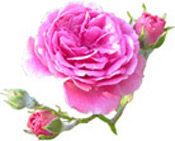 Huile essentielle Rose de Damas BIO Aroma-Zone