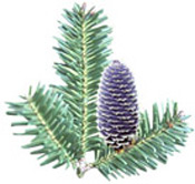 Huile essentielle Sapin baumier BIO Aroma-Zone
