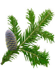 Αιθέριο έλαιο Siberian Fir