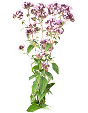 Huile essentielle Thym à linalol de Provence BIO Aroma-Zone