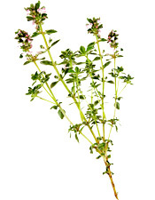 Huile essentielle Thym à thujanol BIO Aroma-Zone