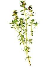 Huille essentielle Thym à thymol BIO Aroma-Zone