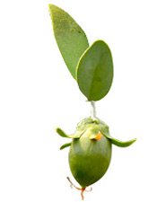 Huile végétale Jojoba BIO Aroma-Zone