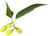 Huile végétale Neem Margousier BIO Aroma-Zone