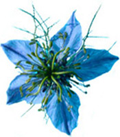 Huile végétale Nigelle BIO (cumin noir) Aroma-Zone