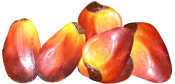 Huile végétale Palme BIO Aroma-Zone