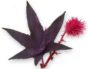 Huile végétale Ricin BIO Aroma-Zone