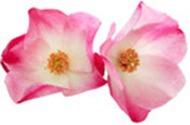 Aroma-Zone Organic BIO Rosa mosqueta Aceite vegetal