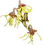 Aroma-Zone BIO Hamamelis Hydrolat