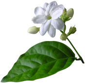 Eau aromatique Jasmin Sambac Aroma-Zone