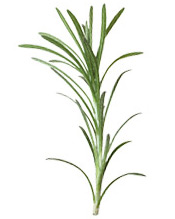 Verbena-Zone ORGANIC Verbena Rosemary Hydrolat