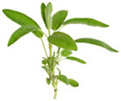 Hydrolat Sauge officinale BIO Aroma-Zone