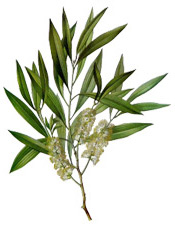 Aroma-Zone Organic Tea Tree Hydrolat