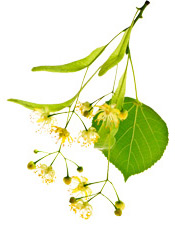 Hydrolat Tilleul BIO Aroma-Zone