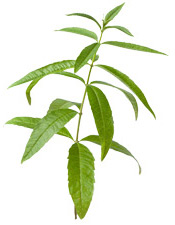 Hydrolat Verveine odorante BIO Aroma-Zone
