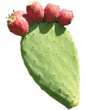 Macérât huileux Figuier de Barbarie BIO Aroma-Zone