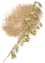 Poudre Avoine colloïdale BIO Aroma-Zone